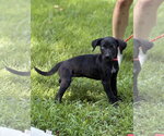 Small #2 Mutt