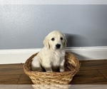 Small Photo #4 Golden Retriever Puppy For Sale in SIOUX FALLS, SD, USA