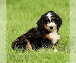 Small #3 Bernedoodle (Miniature)