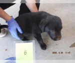 ONYX - Male Labrador Retriever-Unknown Mix Dog for Adoption - Small photo