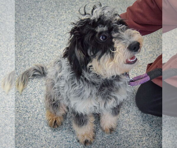 Medium Photo #3 Mutt Puppy For Sale in Huntley, IL, USA