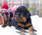 Small Gordon Setter