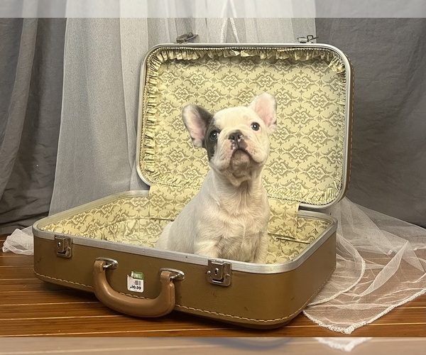 Medium Photo #4 French Bulldog Puppy For Sale in MILLVILLE, MN, USA