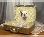 Small #3 French Bulldog