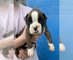 Small Photo #8 Boxer Puppy For Sale in LINTON, IN, USA