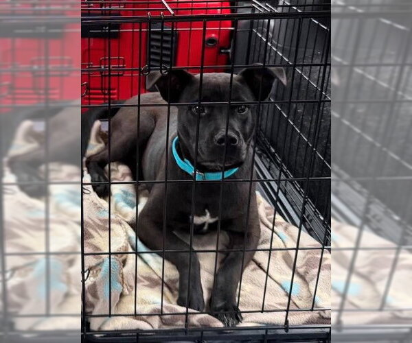 Medium Photo #6 Labrador Retriever-Unknown Mix Puppy For Sale in Sheboygan, WI, USA