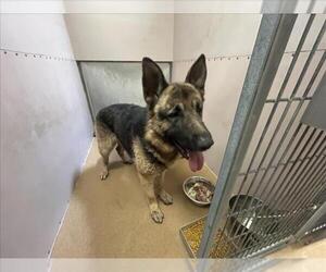 German Shepherd Dog Dogs for adoption in Martinez, CA, USA