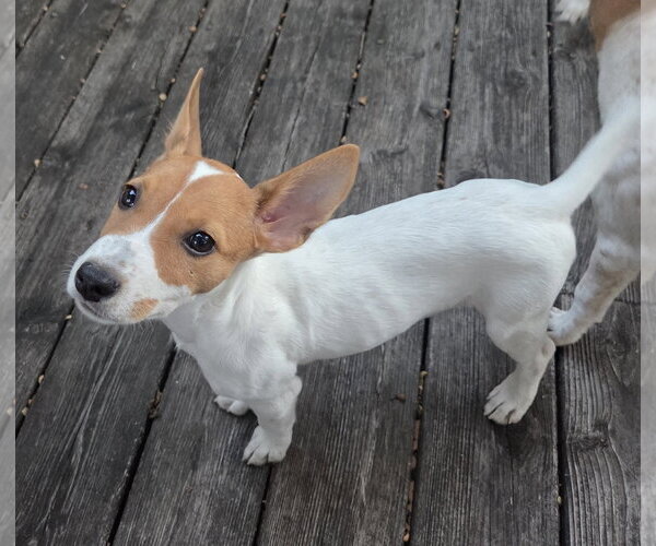 Medium Photo #2 Mutt Puppy For Sale in Brooklyn Center, MN, USA
