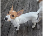 Small #1 Mutt