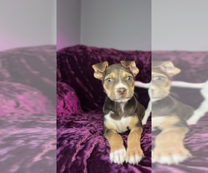 American Pit Bull Terrier-Labrador Retriever Mix Puppy for sale in DETROIT, MI, USA