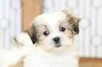 Small Photo #2 Mal-Shi Puppy For Sale in NAPLES, FL, USA