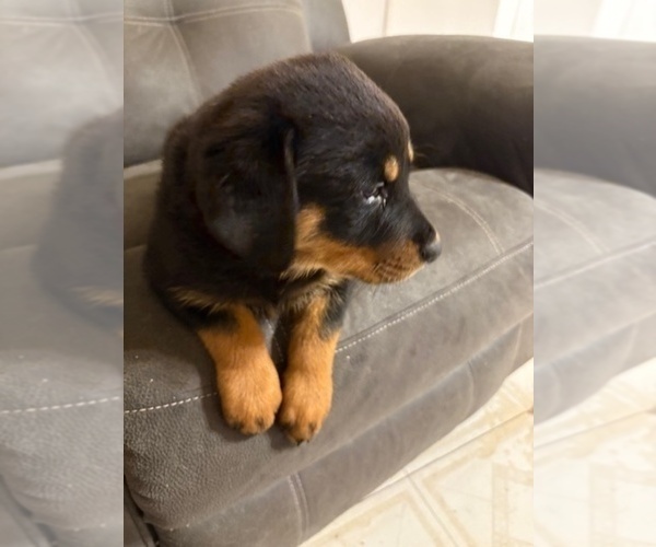Medium Photo #14 Rottweiler Puppy For Sale in BEAUMONT, TX, USA