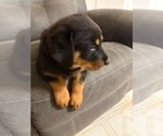 Small #13 Rottweiler