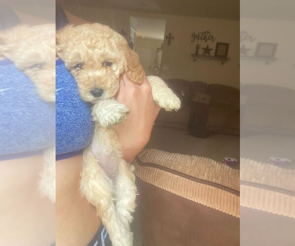 Medium Photo #4 Goldendoodle (Miniature) Puppy For Sale in BUNKER HILL, WV, USA