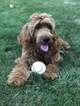 Small Photo #1 Goldendoodle Puppy For Sale in BETHLEHEM, OH, USA