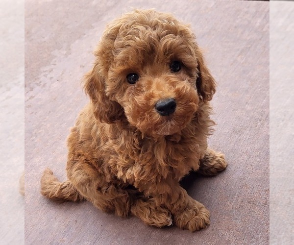 Medium Photo #2 Goldendoodle (Miniature) Puppy For Sale in NARVON, PA, USA