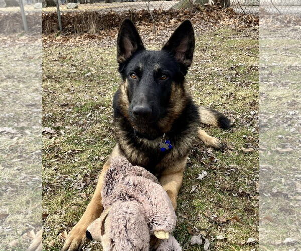 Medium Photo #3 German Shepherd Dog Puppy For Sale in Coldwater, MI, USA