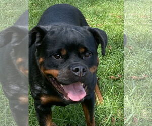 Rottweiler Dogs for adoption in Mooresville, NC, USA