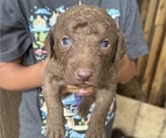 Small #7 Chesapeake Bay Retriever