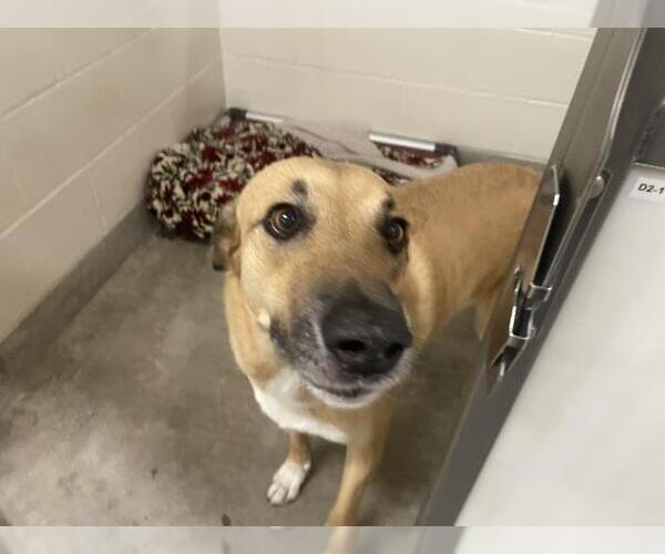 Medium Photo #1 Aussiedor Puppy For Sale in Jackson, CA, USA