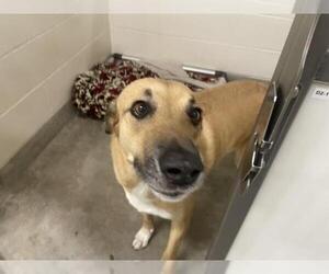 Aussiedor Dogs for adoption in Jackson, CA, USA