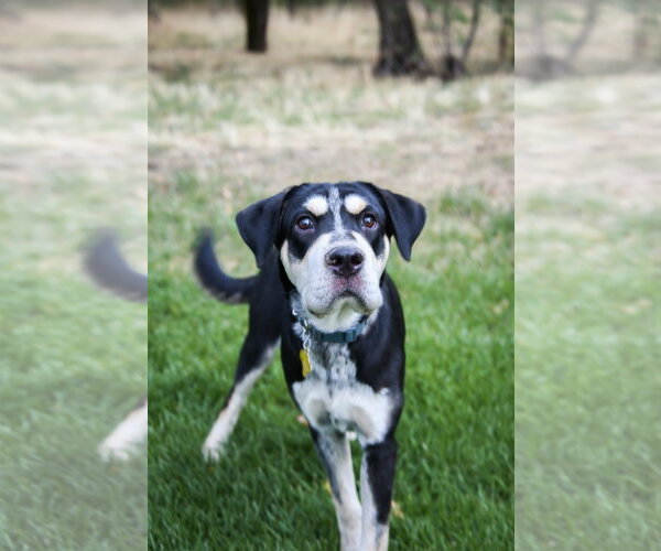 Medium Photo #4 Mutt Puppy For Sale in Sandy, UT, USA