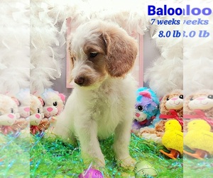 Labradoodle-Poodle (Standard) Mix Puppy for sale in MILLVILLE, MN, USA