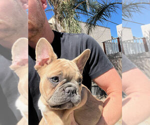 French Bulldog Puppy for sale in SAN DIEGO, CA, USA