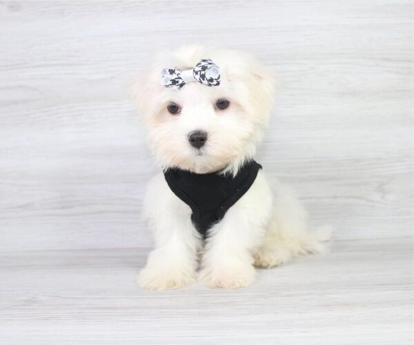 Medium Photo #16 Maltese Puppy For Sale in LAS VEGAS, NV, USA