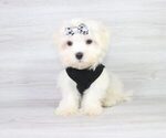 Small Photo #16 Maltese Puppy For Sale in LAS VEGAS, NV, USA