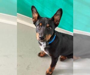 Rottweiler-Unknown Mix Dogs for adoption in Visalia, CA, USA
