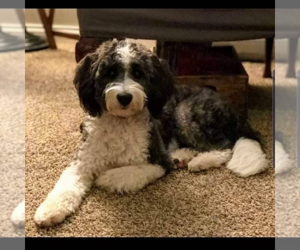 Medium Photo #1 Aussiedoodle Miniature -Miniature Bernedoodle Mix Puppy For Sale in MIDDLEBURY, IN, USA