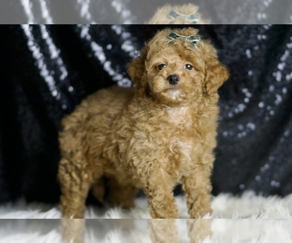 Medium Photo #4 Maltipoo Puppy For Sale in WARSAW, IN, USA