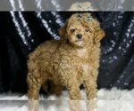 Small #3 Maltipoo