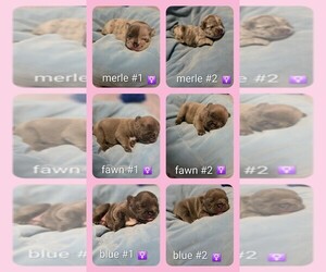 French Bulldog Puppy for sale in YAKIMA, WA, USA