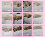 Image preview for Ad Listing. Nickname: Puppy