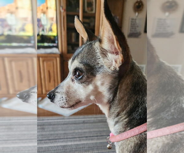 Medium Photo #1 Chihuahua Puppy For Sale in Dana Point, CA, USA