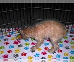 Small #4 Schnoodle (Miniature)