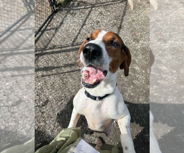 Medium Photo #3 Mutt Puppy For Sale in Elmsford, NY, USA