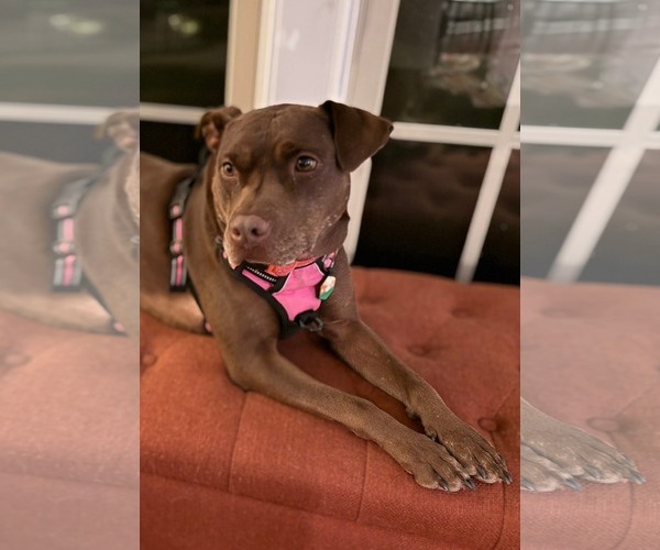 Medium Photo #8 American Staffordshire Terrier-Labrador Retriever Mix Puppy For Sale in Holly Springs, NC, USA