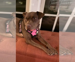 Nallah - Female American Staffordshire Terrier-Labrador Retriever Mix Dog for Adoption - Photo #8
