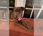 Small #7 American Staffordshire Terrier-Labrador Retriever Mix