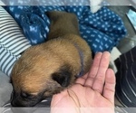 Small Photo #277 Belgian Malinois Puppy For Sale in REESEVILLE, WI, USA