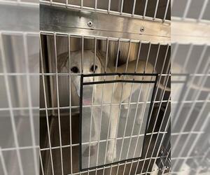 Labrador Retriever-Unknown Mix Dogs for adoption in Houston, TX, USA