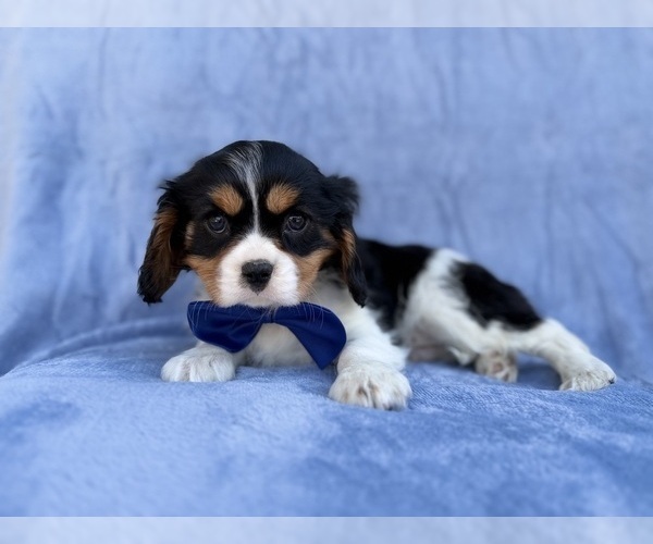 Medium Photo #6 Cavalier King Charles Spaniel Puppy For Sale in LAKELAND, FL, USA