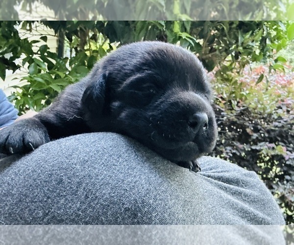 Medium Photo #10 Labrador Retriever Puppy For Sale in LOUISBURG, NC, USA