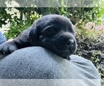 Small #9 Labrador Retriever