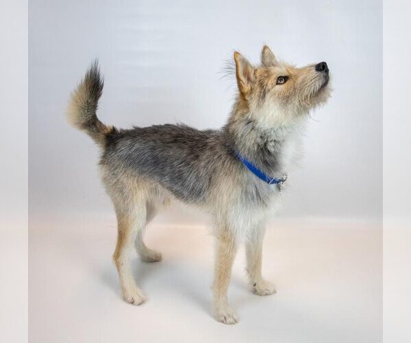 Medium Photo #4 Mutt Puppy For Sale in Kennesaw, GA, USA