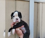 Puppy 3 Boxer