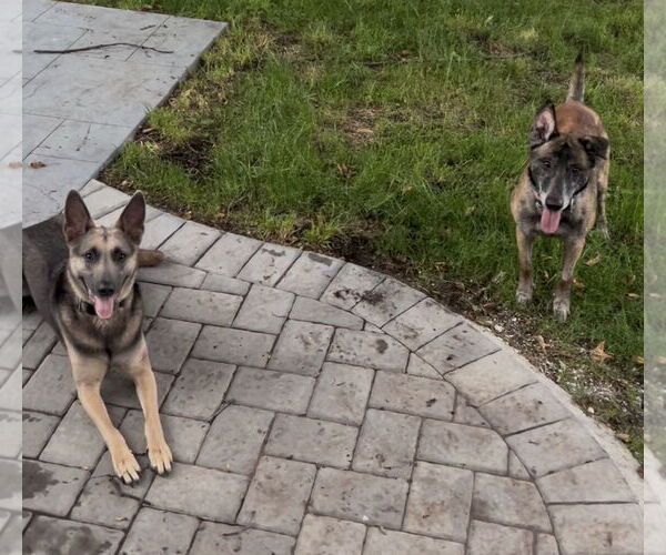 Medium Photo #14 Mutt Puppy For Sale in Stevens Point, WI, USA